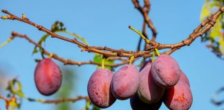 Ljetna prehrana Šljiva